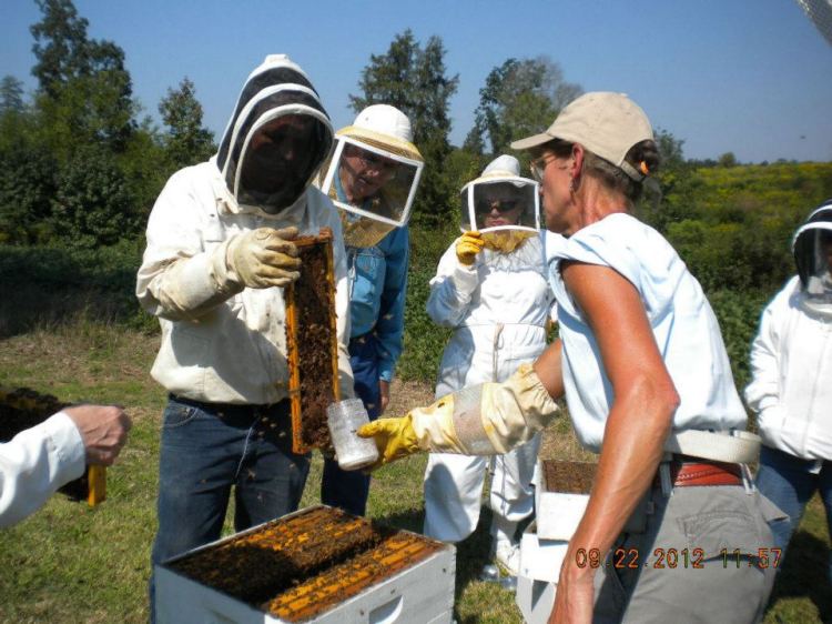 Varroa Mite Sugar Test 1
